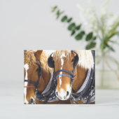 Carte postale Clydesdale Draft Hors (Debout devant)