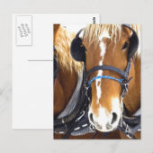 Carte postale Clydesdale Draft Hors (Devant / Derrière)