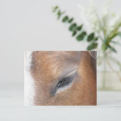 Carte Postale Clydesdale Eye (Debout devant)