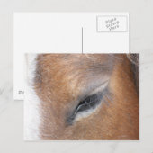 Carte Postale Clydesdale Eye (Devant / Derrière)