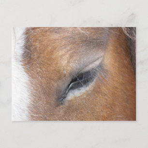 Carte Postale Clydesdale Eye
