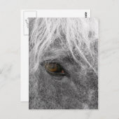 Carte postale Clydesdale Horse (Devant / Derrière)