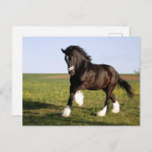 Carte Postale Clydesdale Horse (Devant / Derrière)