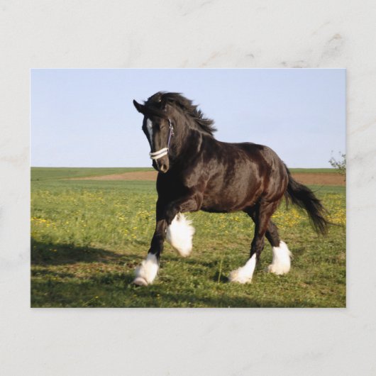 Carte Postale Clydesdale Horse (Devant)