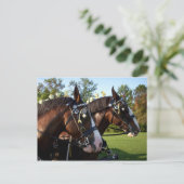 Carte postale Clydesdale Horse (Debout devant)