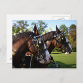 Carte postale Clydesdale Horse (Devant / Derrière)
