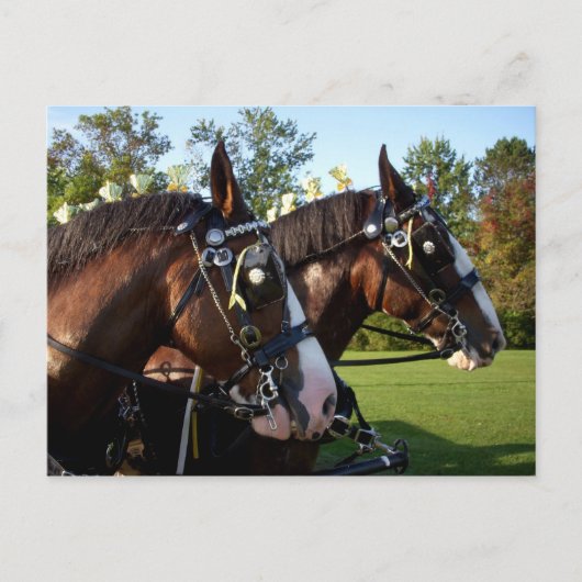 Carte postale Clydesdale Horse (Devant)
