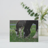 Carte Postale Clydesdale Mare & Colt (Debout devant)