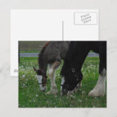 Carte Postale Clydesdale Mare & Colt (Devant / Derrière)
