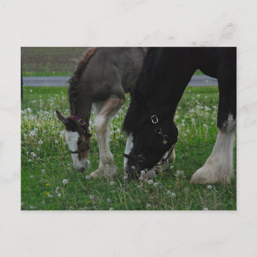 Carte Postale Clydesdale Mare & Colt (Devant)