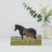 Carte Postale clydesdale mare et filly (Debout devant)