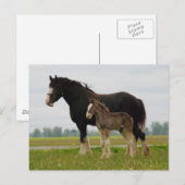 Carte Postale clydesdale mare et filly (Devant / Derrière)