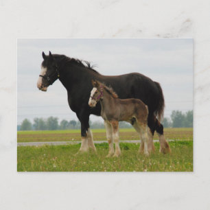 Carte Postale clydesdale mare et filly