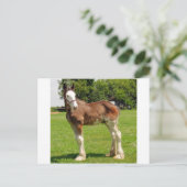 Carte Postale clydesdale stud (Debout devant)