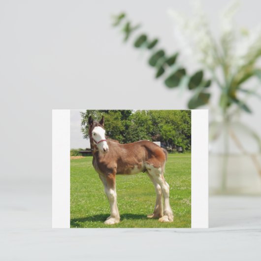 Carte Postale clydesdale stud (Debout devant)