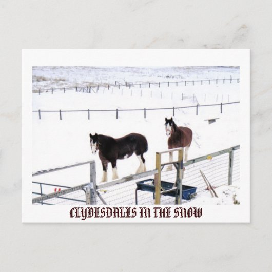CARTE POSTALE CLYDESDALES DANS LA NEIGE (Devant)