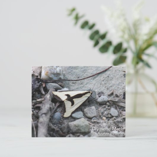 Carte Postale Clymene Moth (Debout devant)