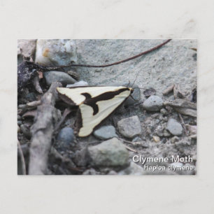 Carte Postale Clymene Moth