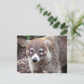 Carte postale Coati (Debout devant)