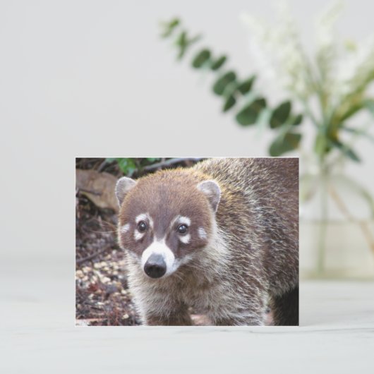 Carte postale Coati (Debout devant)