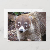 Carte postale Coati (Devant / Derrière)