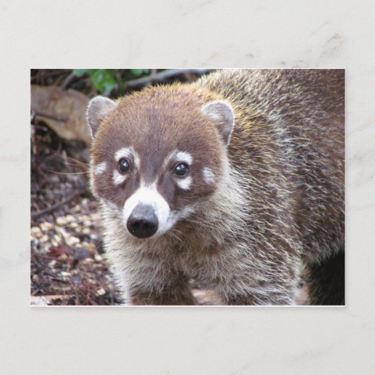 Carte postale Coati (Devant)