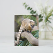 Carte Postale Coati à anneaux sur branche (Debout devant)