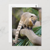 Carte Postale Coati à anneaux sur branche (Devant / Derrière)