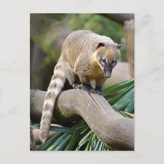 Carte Postale Coati à anneaux sur branche (Devant)