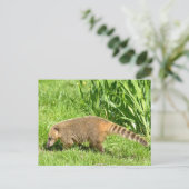 Carte Postale Coati à queue de ceinture sur l'herbe (Debout devant)
