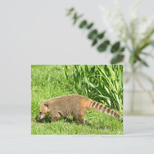 Carte Postale Coati à queue de ceinture sur l'herbe (Debout devant)