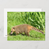 Carte Postale Coati à queue de ceinture sur l'herbe (Devant / Derrière)