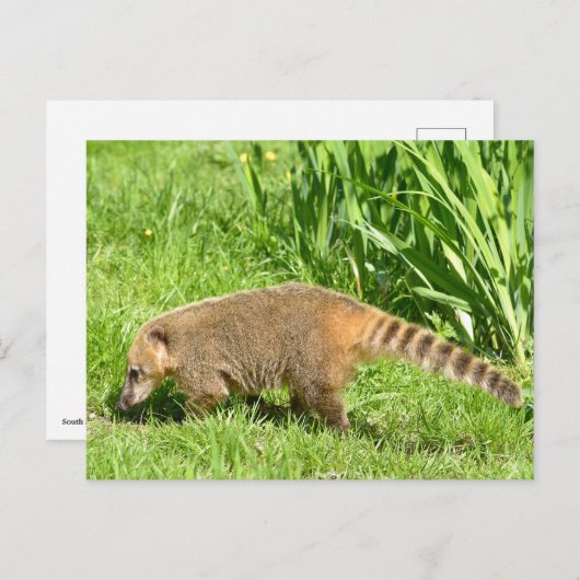 Carte Postale Coati à queue de ceinture sur l'herbe (Devant / Derrière)