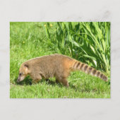 Carte Postale Coati à queue de ceinture sur l'herbe (Devant)