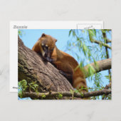 Carte Postale Coati sud-américain dans l'arbre (Devant / Derrière)