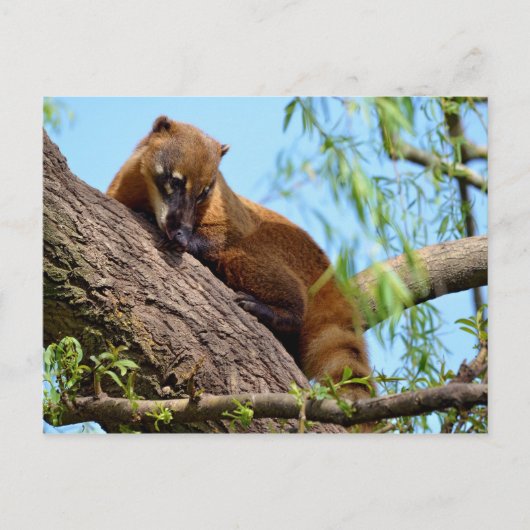 Carte Postale Coati sud-américain dans l'arbre (Devant)