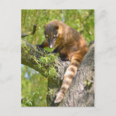 Carte Postale Coati sud-américain en succursale (Devant)