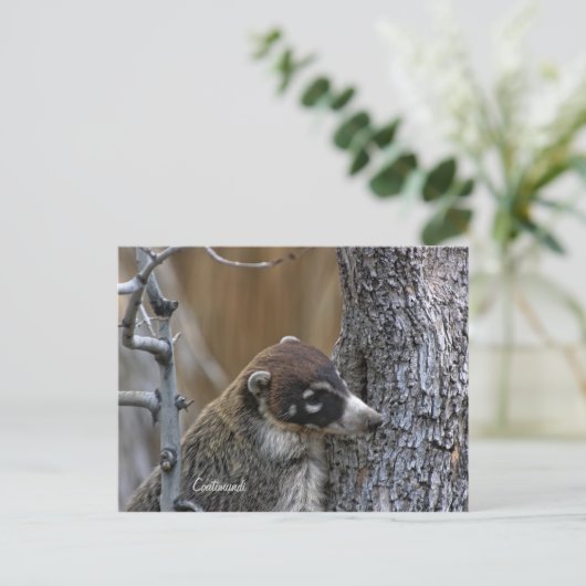 Carte postale : Coatimundi #2 (Debout devant)