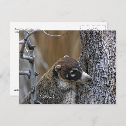 Carte postale : Coatimundi #2 (Devant / Derrière)