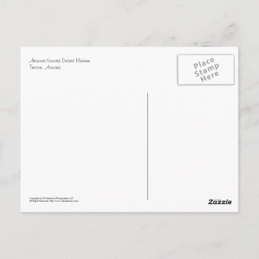 Carte postale : Coatimundi #4 (Dos)