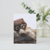 Carte postale : Coatimundi #4 (Portrait) (Debout devant)