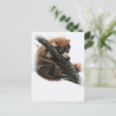 Carte postale : Coatimundi #5 (Portrait) (Debout devant)