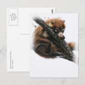 Carte postale : Coatimundi #5 (Portrait) (Devant / Derrière)