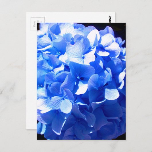 Carte Postale Cobalt bleu floral élégant bleu hydrangées (Devant / Derrière)
