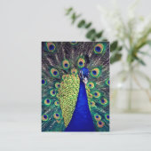 Carte Postale Cobalt Blue Peacock (Debout devant)