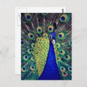 Carte Postale Cobalt Blue Peacock (Devant / Derrière)