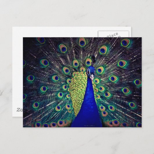 Carte Postale Cobalt Blue Peacock (Devant / Derrière)