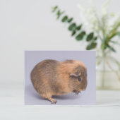 Carte Postale cobaye, (Debout devant)