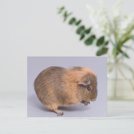 Carte Postale cobaye, (Debout devant)