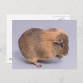 Carte Postale cobaye, (Devant / Derrière)